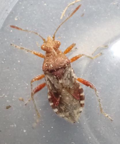Rhopalus subrufus